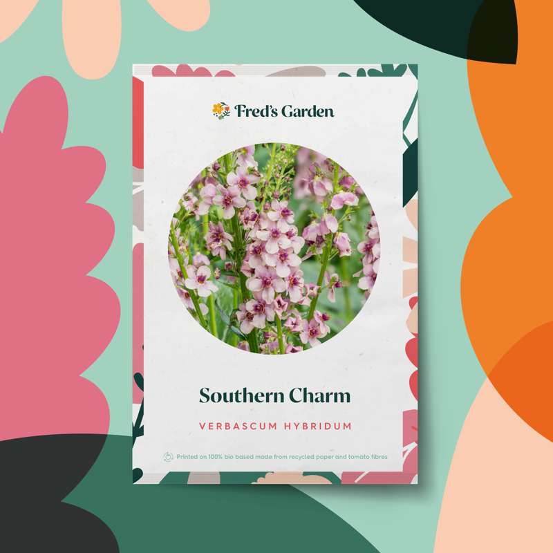 Kongelys 'Southern Charm' (frø)